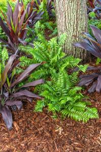 macho fern